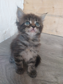 Chatons Maine Coon à adopter