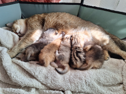 Réservation Chatons