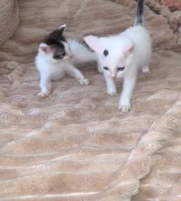 Chaton de 2 mois à adopter