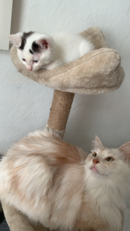 Chaton croisé à adopter