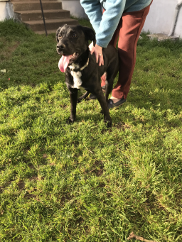 Labrador femelle noire