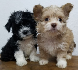 2 bichons frisés à adopter
