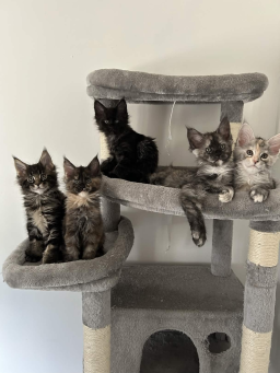 Maine Coon LOOF à vendre