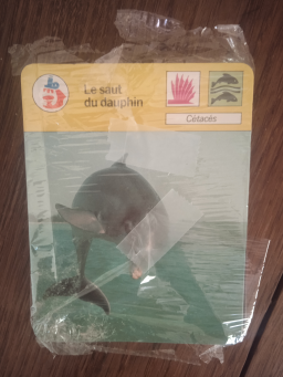 Cartes animaux à collectionner