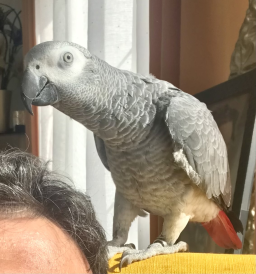 Gris du Gabon à vendre