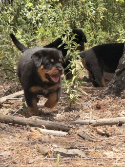 Chiot Rottweiler LOF à réserver