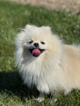 Saille spitz pomeranian adult