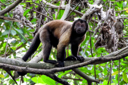 Bébé singe à adopter