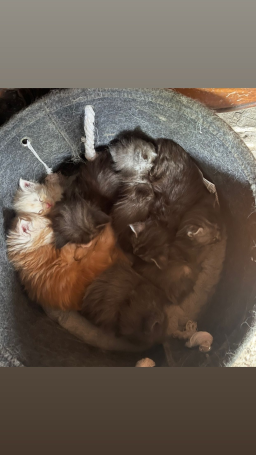 Maine Coon