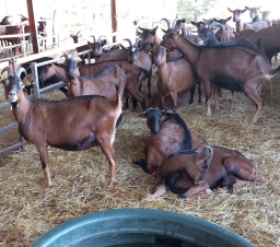 Chèvre alpine à vendre