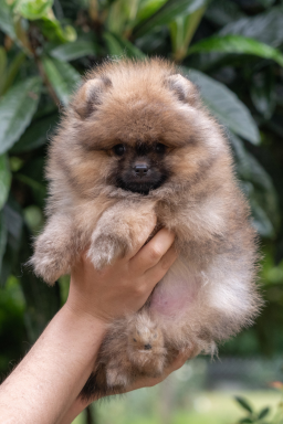Chiots Spitz nain disponibles de suite