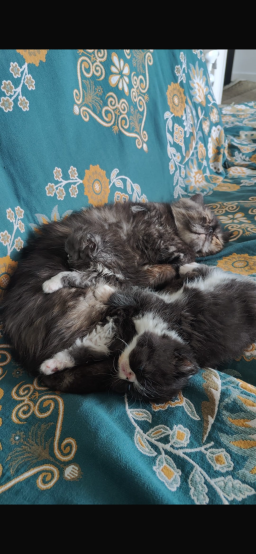 Chaton Persan à adopter