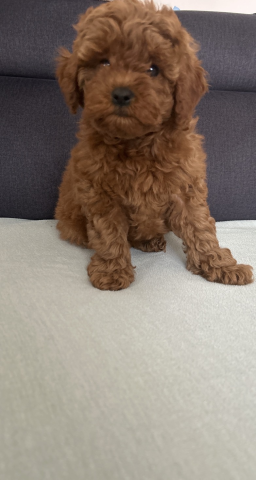 Caniche